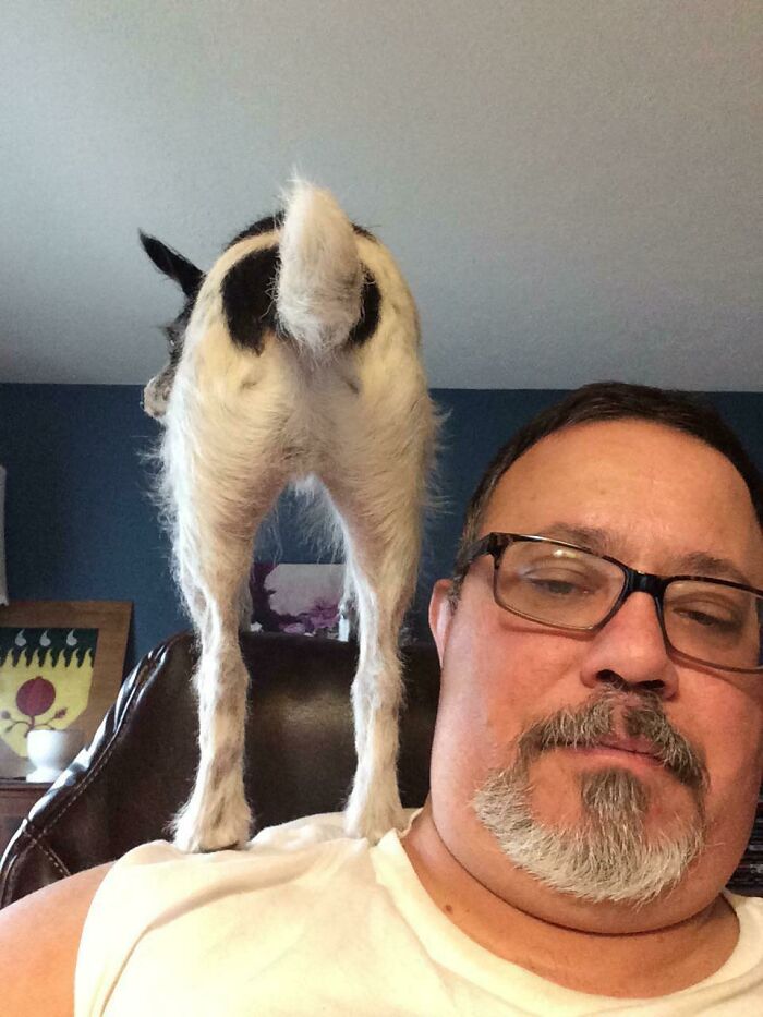 My Shoulder Cat Is Broken And Says Woof