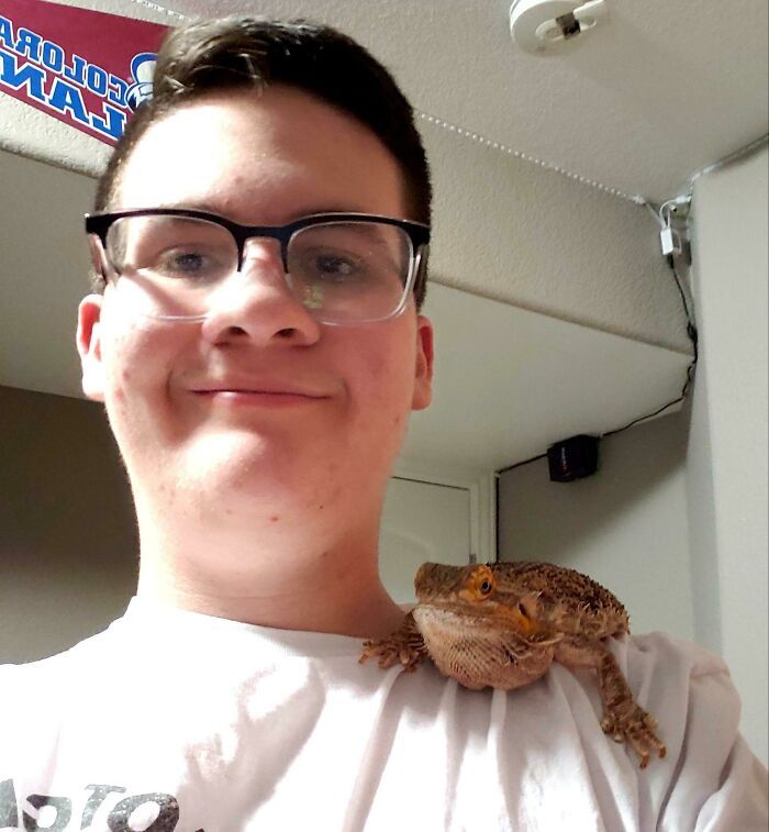 I See Your Shoulder Baby Opossum And I Raise You To A Shoulder Bearded Dragon!