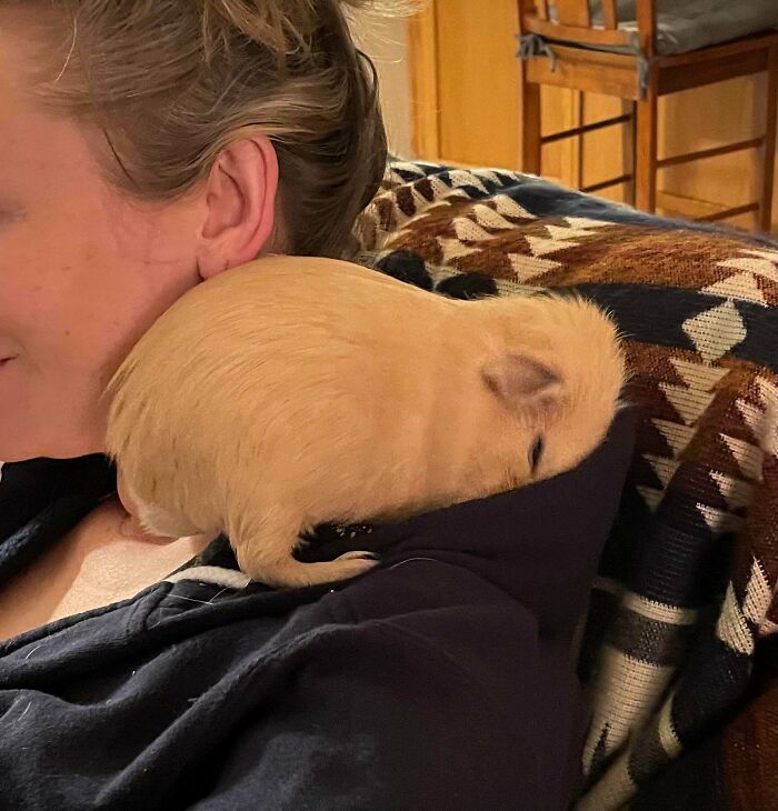 He Found My Wife’s Hood. I Think He Likes It