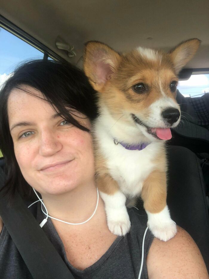 It’s Not Too Late To Join In All The Fun Is It? I Present To You All, A Shoulder Corgi Pup!