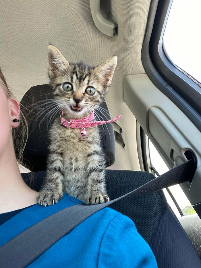 Smiling Shoulder Cat?