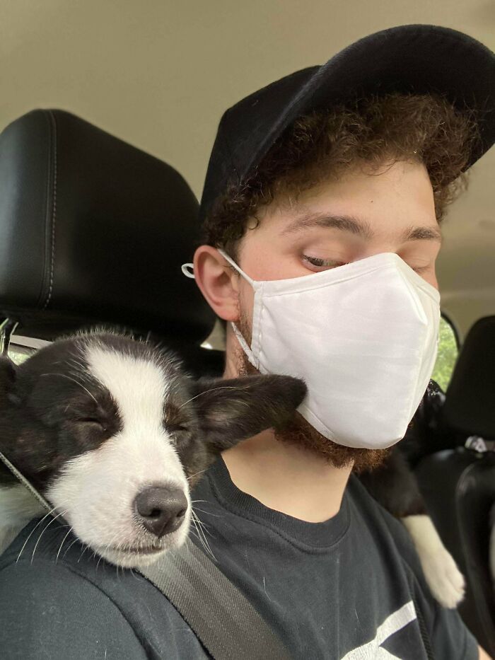 My Parents New Puppy Enjoys Sleeping Like This, Especially While Driving