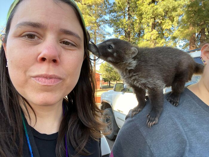 Shoulder Coatimundi?