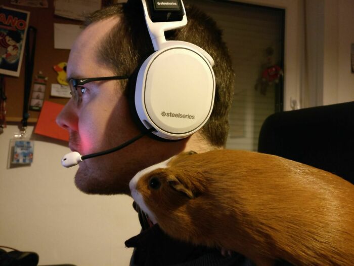 Shoulder Guinea Pig Providing Great Advice