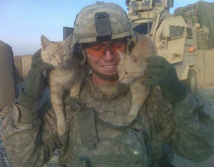 Soldier Cats