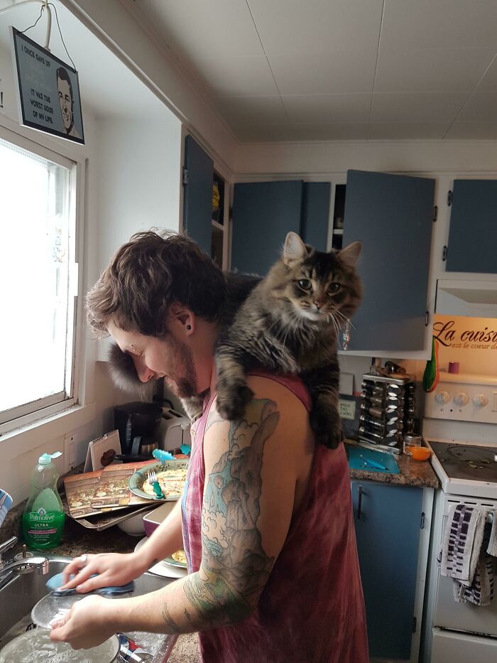 We Raised A Shoulder Cat