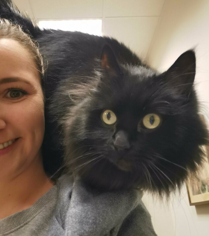 My Vet Has A Shoulder Cat And I Love It. Meet Tonks