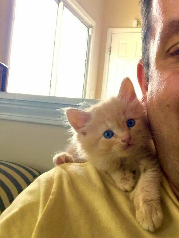Shoulder Kitten