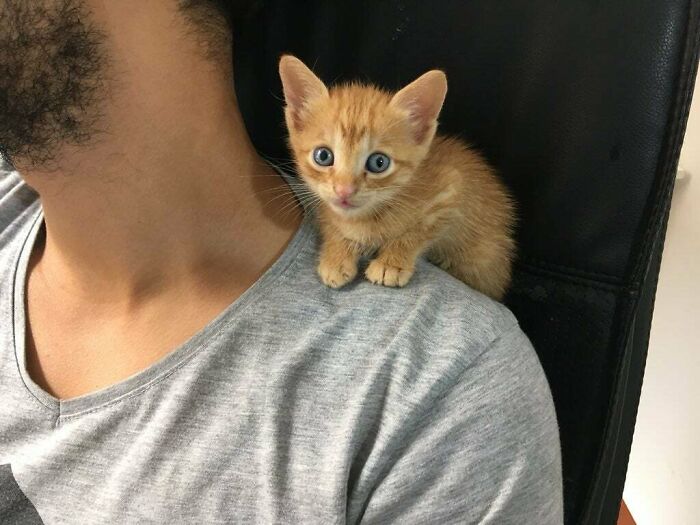 Found This One Lost In A Market, He Likes To Eat, Pee And Sit At My Shoulder, All At The Same Time