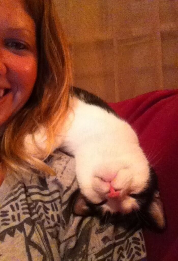 My Roommates Cat Fell Asleep On Her Shoulder