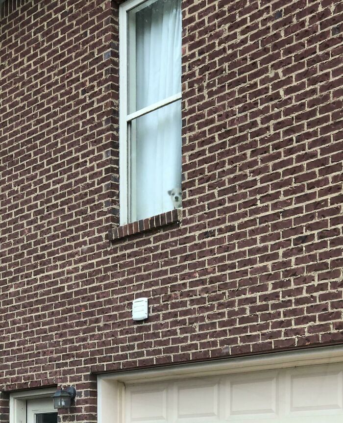 He Was Mad He Couldn’t Go With Us To The Cheesecake Factory