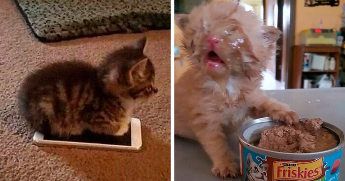 This Twitter Account Is Called ‘Why You Should Have A Cat’ And Here’re 50 Reasons Why