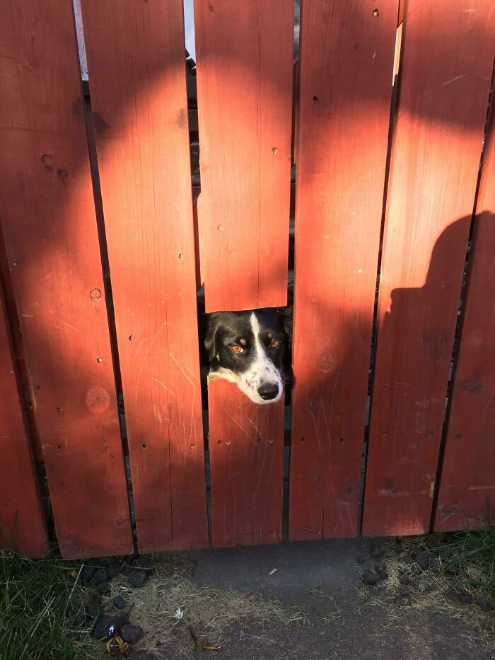 Fence Peeper