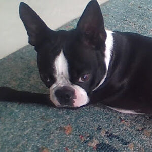 finleycomfort avatar