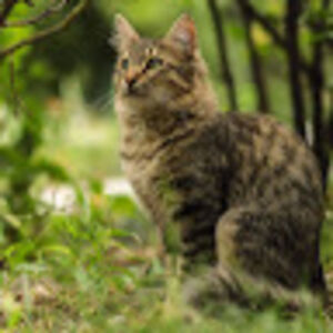 alexiskillman avatar