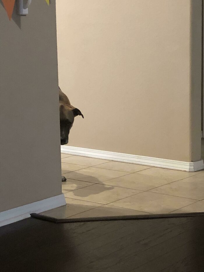 How He Lets Me Know He Wants To Go Outside