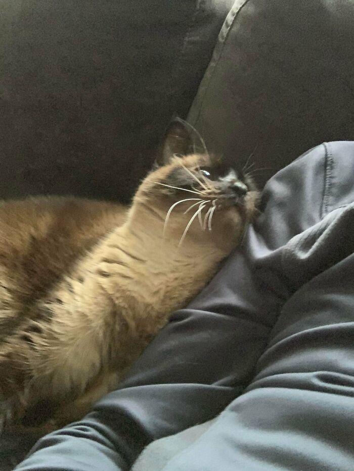 My Husband Didn’t Want A Cat. Now We Have One That Shoots Hearts Out His Eyeballs At My Husband