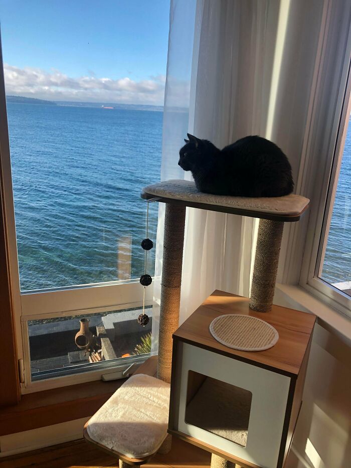 We Have Had Our Indoor Cat For 6 Years, But He Has Never Had Much Windows/Views To Enjoy. We Moved Recently, And He Is Very Satisfied With His New Views!