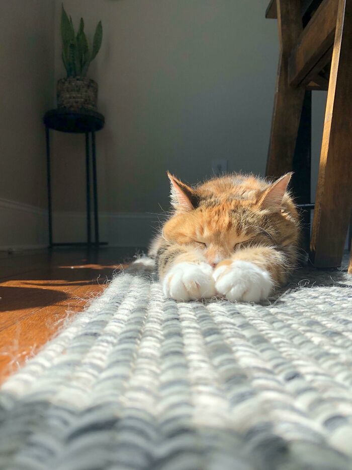 This Sweet Old Lady, Just Enjoying The Sunshine. She’s Almost 20 Yrs Old And Slowing Down Quite A Bit. I Love Finding Her In Happy Little Moments Like This