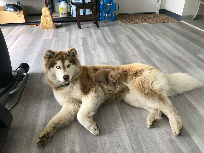 We Have Four Kittens And He Only Lets This One Sit On Him... Guess We Know Which One We Gotta Keep