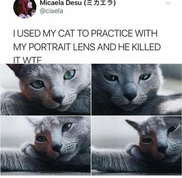 New Meme Idea... Quarentine Kitteh Couldn't Care Less...