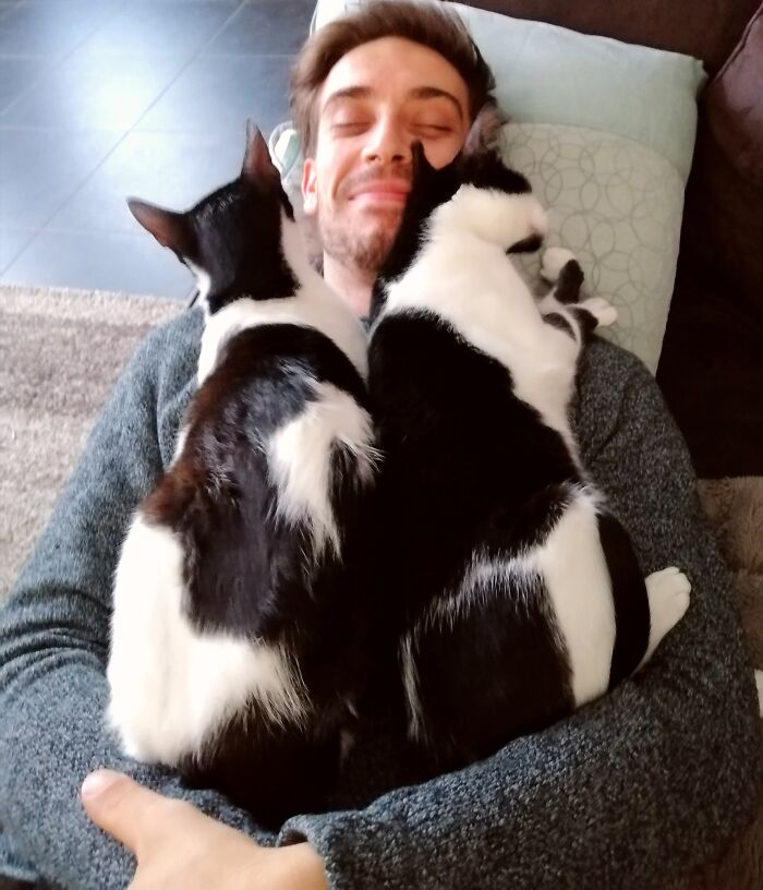 My Boyfriend Was A Little Sceptical When I Told Him I Was Going To Adopt 2 Cats, And Not Just 1 Like We Agreed. I Told Him I Couldn't Just Adopt 1 Because They Are Brother And Sister... They Have To Stay Together!