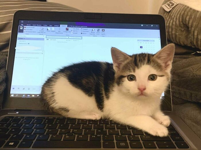 Found Someone Giving Away This Little Thing For $20. She’s Taken Up Her Natural Residency On The Laptop And Has Already Sent Two Emails. Reddit Meet Bella!