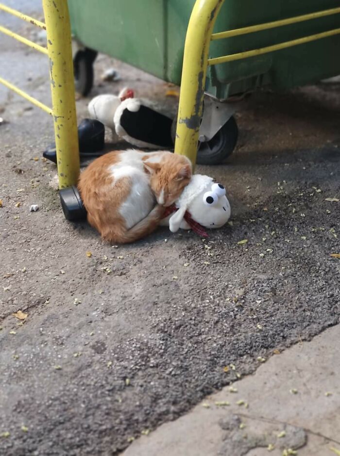 One Man's Trash Is Another Cat's Treasure