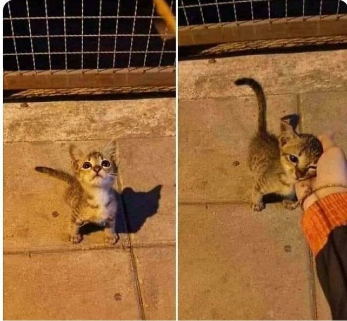 Hideous Criminal Finally Detained