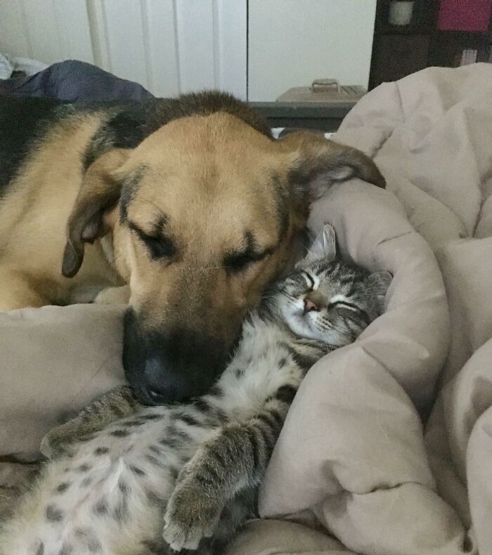 Got My Dog An Emotional Support Kitten, This Was Their First Week Together