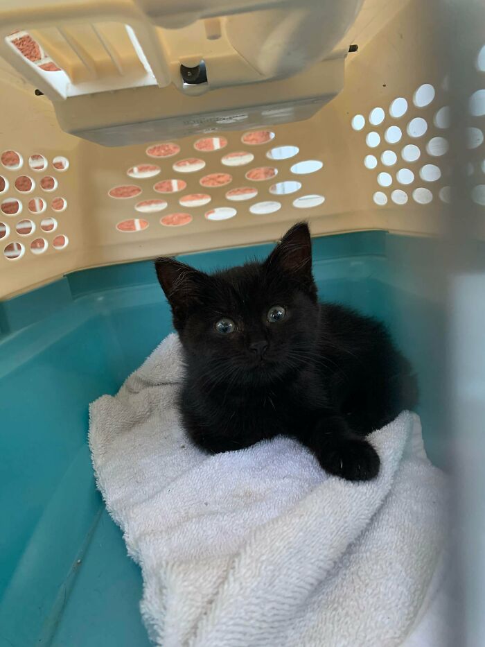 This Little Baby Was Found Under Our Bushes. We Decided To Keep Her. Reddit, Meet Pasha