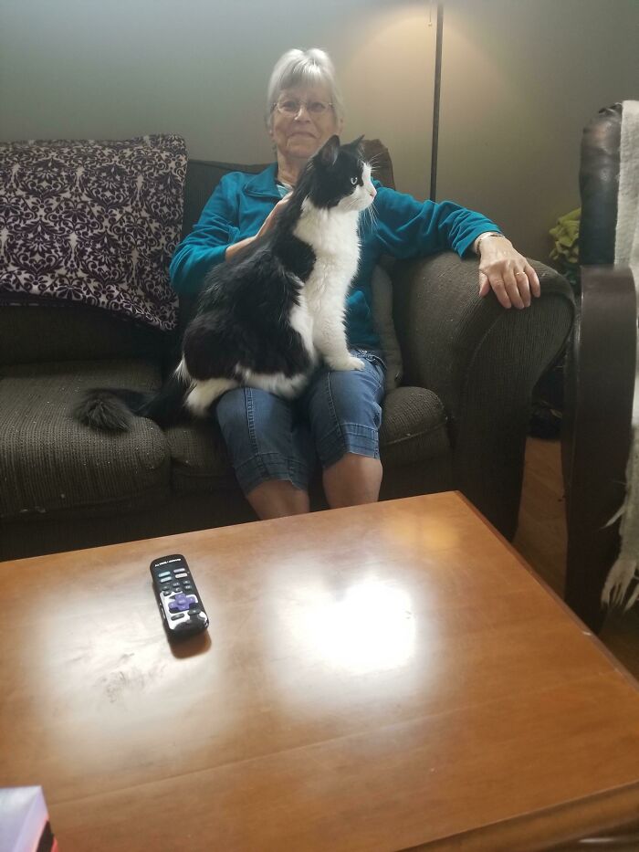 My Cat Meet My Grandma For The First Time. This Was Within 10 Seconds Of Her Sitting Down