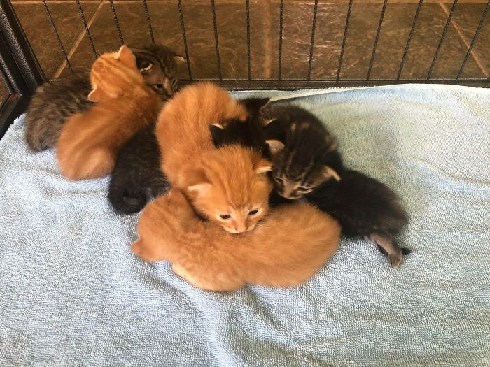 I Was Cutting Down A Tree On My Farm When I Heard A Series Of Meows Coming From The Bushes And Stumbled Across These 7 Kittens Who Had Been Left On My Property. Just Ran To The Feed Store And Got Some Formula In Their Bellies. They Are Soooo Cute!!!