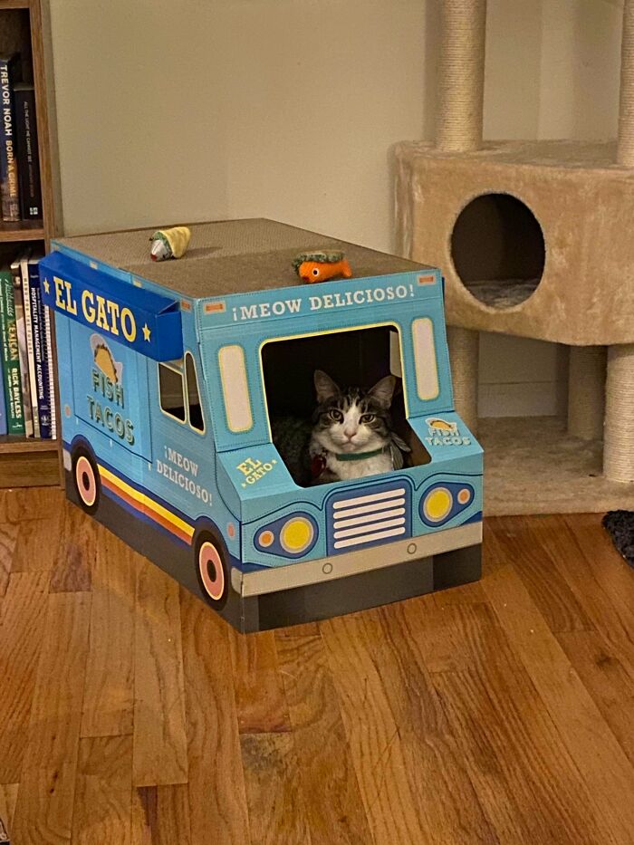 My BF And I Asked Our Cat, Scrambles, To Start Helping Out With The Rent. Here She Is At Her New Job Selling Fish Tacos Out Of A Taco Truck