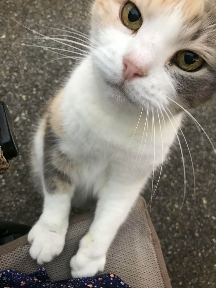 One Year Ago Today She Showed Up In Our Woods. Starving And Flea Ridden. Has Taken A Year For Her To Earn Our Trust. Today She Asked For Affection For The Very First Time. Look At That Sweet Face