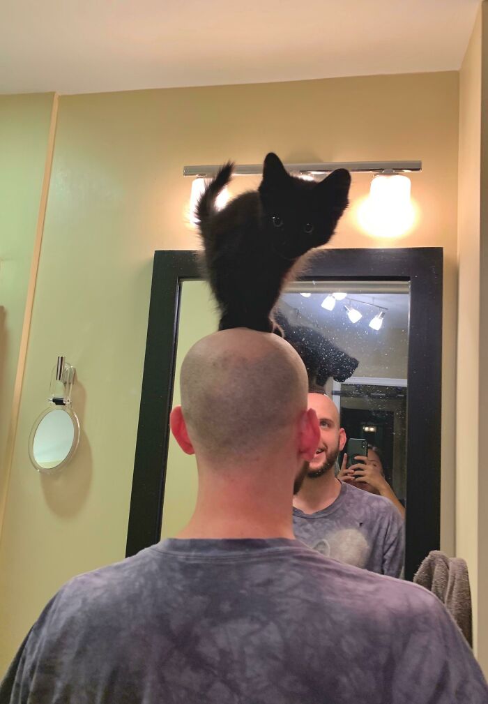 Training To Be A Shoulder Cat. She Doesn’t Quite Get It