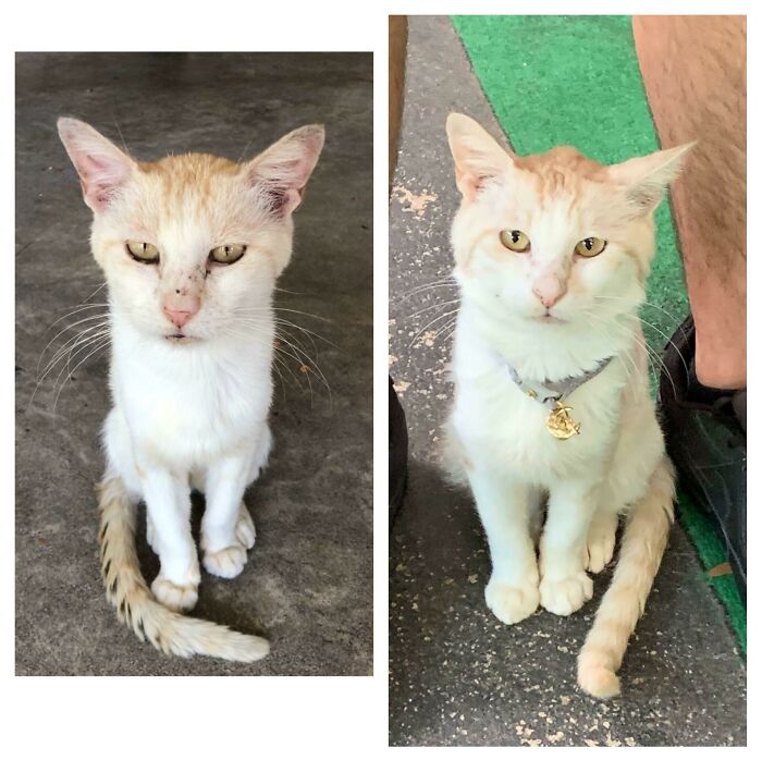 This Little Guy Walked Up To Me Two Months Ago While I Was In My Front Yard