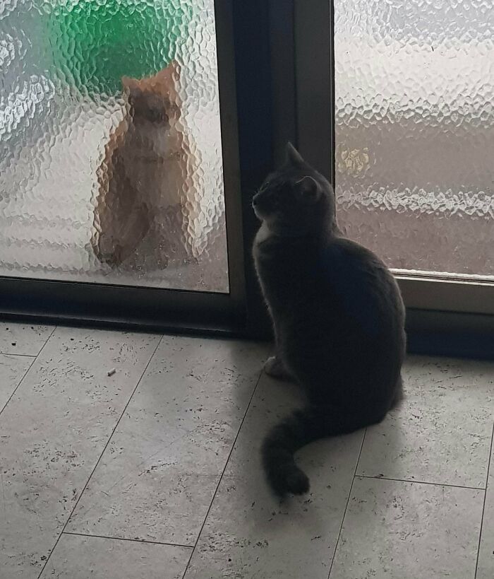 My Cat Waiting To Be Let Out Early In The Morning And The Neighbour’s Cat Waiting For Him Outside Our Front Door