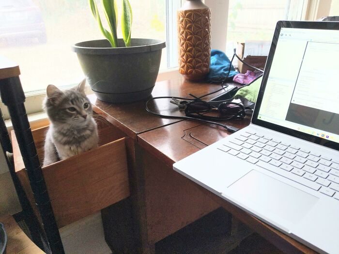 Ruth Sits In Her Judgement Drawer When I Work From Home