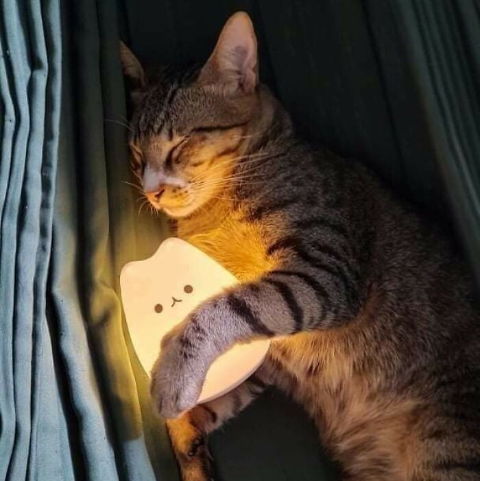 I Left Him And My Cat Lamp In The Hammock Since He Likes To Play With It And This Is What I See An Hour Later
