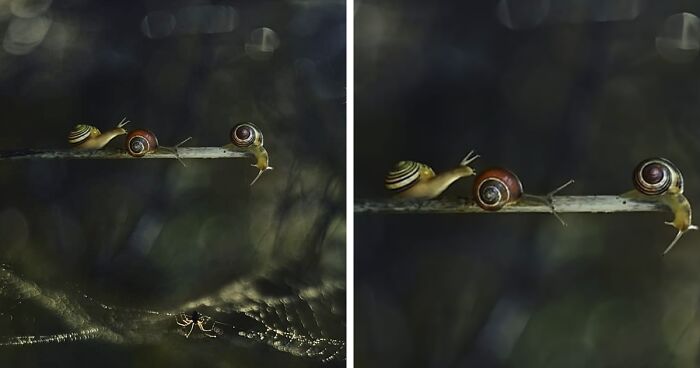 I Used The Bokeh Method To Capture Snails (35 Pics)