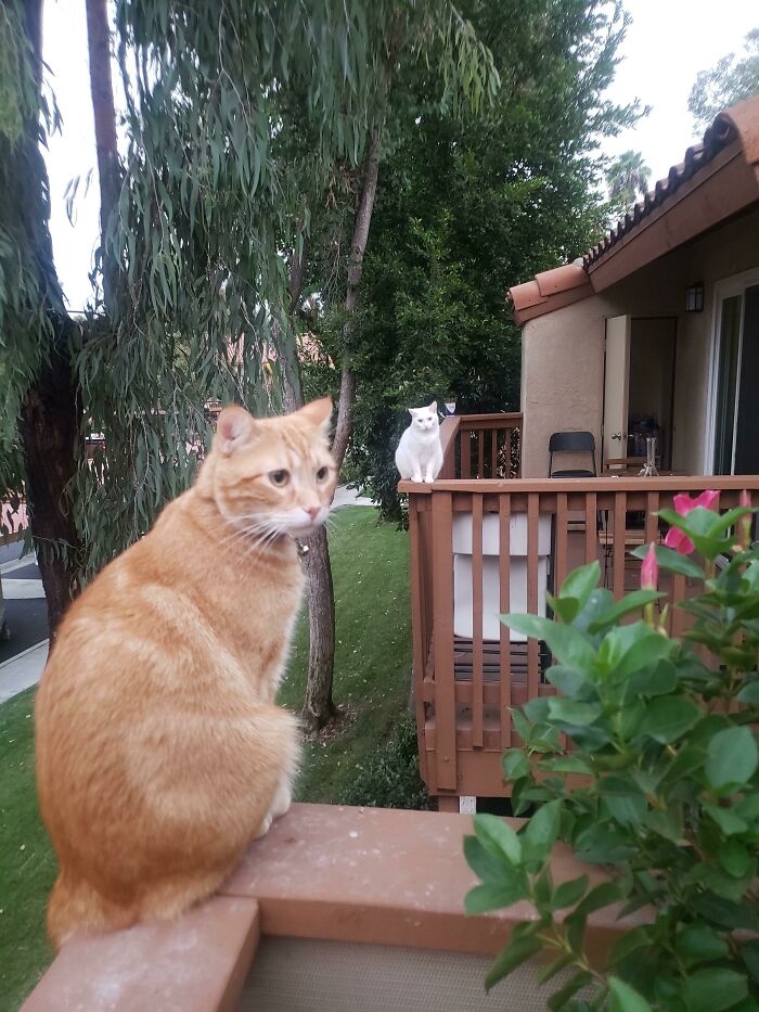 A Lovely Lady Cat Moved In Next Door... My Ginger Boy Likes To Sing To Her