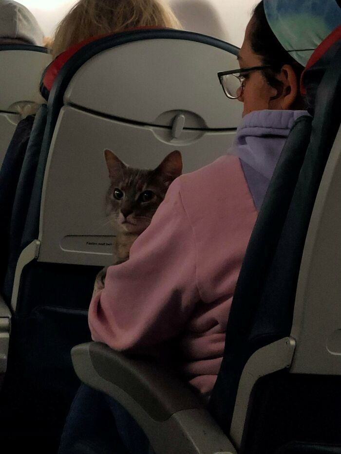 Spent The Whole 2 Hours Of My Flight Oogling At This Feline Flyer