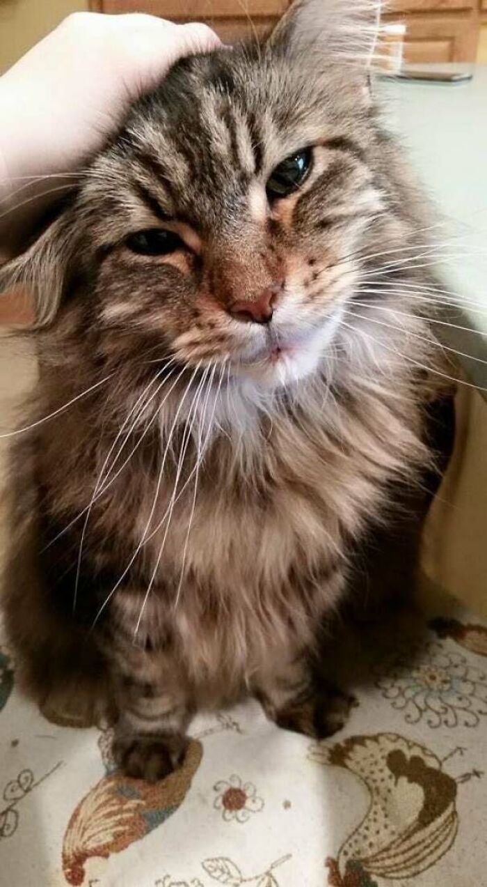 Half Of My Life. Liked To Be Held. Licked The Dogs’ Ears And Let Them Chew On His Ears When They Were Puppies. No Words Do Him Justice