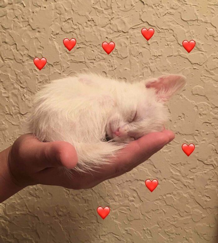 Found This Little Girl Alone In The Middle Of A Mcdonald’s Parking Lot. I Think She’s Deaf