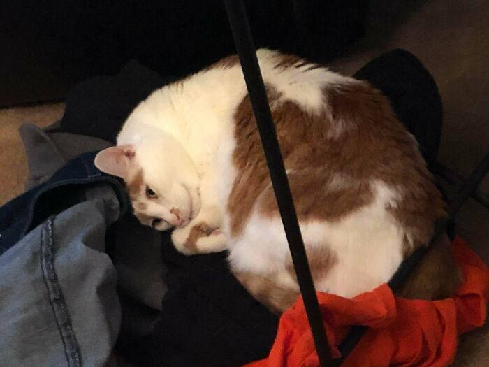 My Cat Buckeye Had A Mental Breakdown. My Husband Finally Got A Job After Being Home Everyday For 8 Months. My Husband Is Buckeyes Favorite Thing In The Whole World. He Cried And Cried And Then Laid Down In My Husbands Dirty Clothes And Stared Off Into Space. Poor Baby Kitty