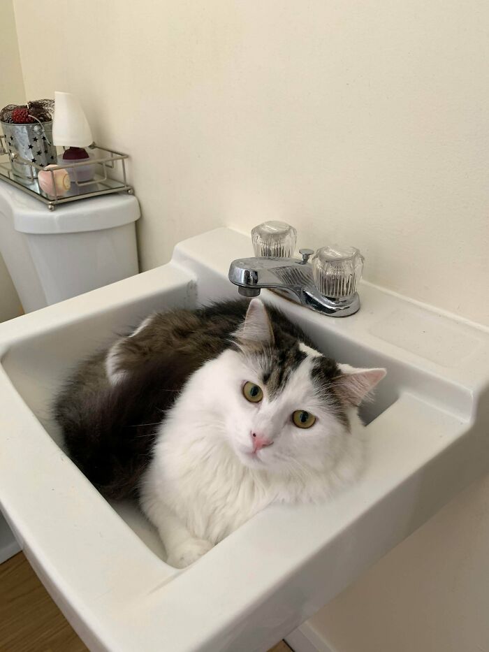 Found This Guy On Our Apartment Steps, Took Him To The Shelter And No One Claimed Him, Now He Is Ours!