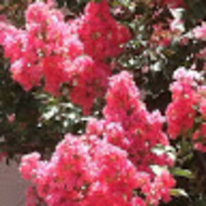 fortheloveofknowledge avatar