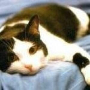 melissa_gallo avatar