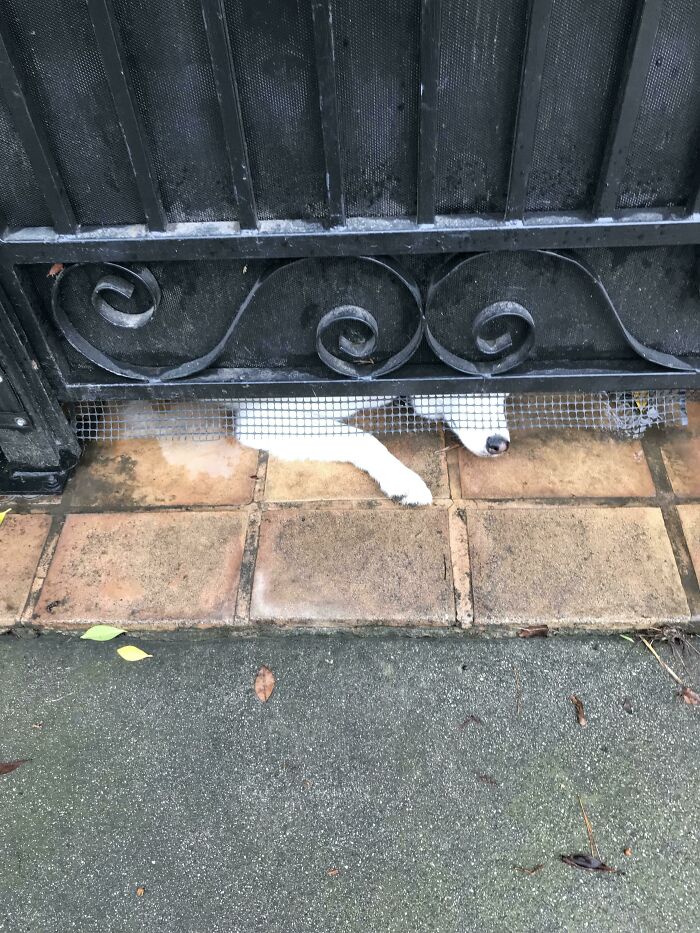 Met This Peeper On My Walk Yesterday. No Barks. All Peeps